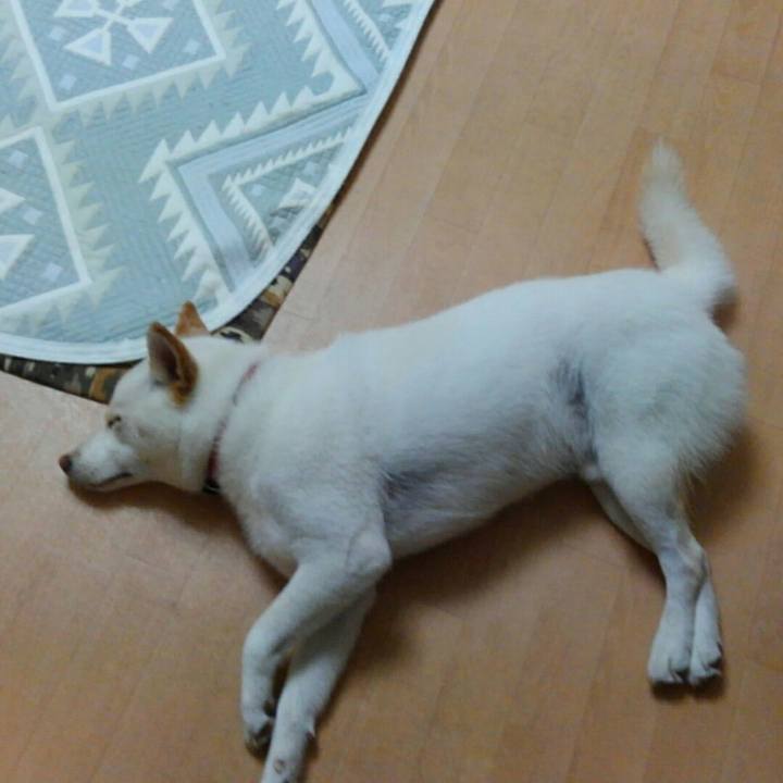 C8f3d5d5 d356 44e0 9da6 46c694adc5db