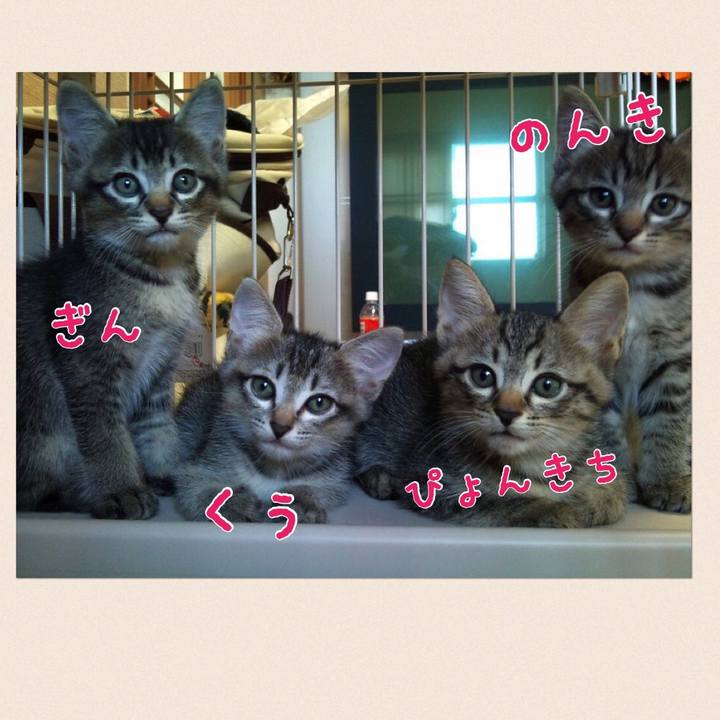 C8f5336d b81a 426a a656 4b141a3fad6f