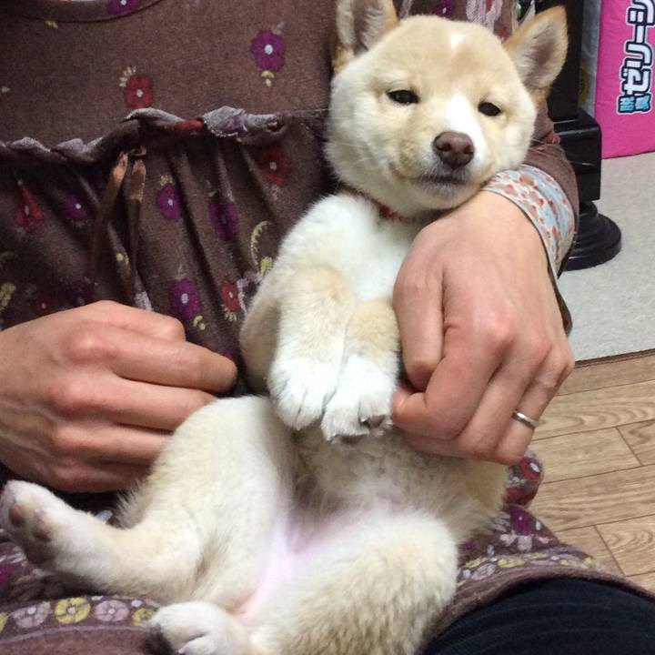 C8f5508f 41a2 433b 9bb3 f0bf782ee050