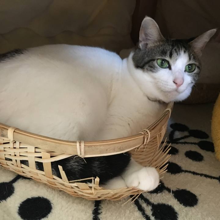 C8f8ad44 e88b 4297 90d2 ccccb6f83101