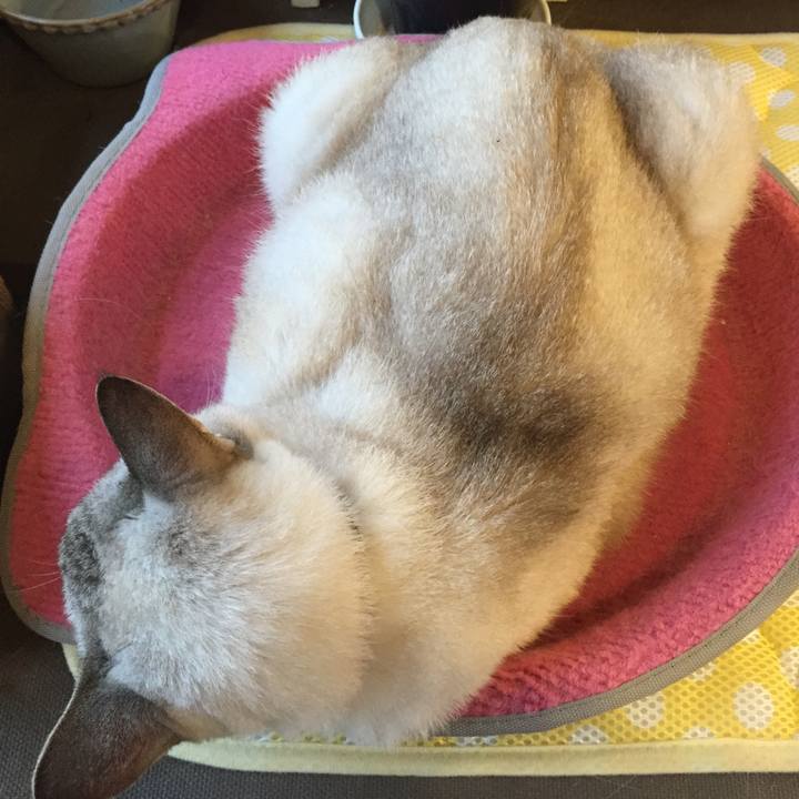 C8fea7cb 1802 425e 9efe 5edd264378a3