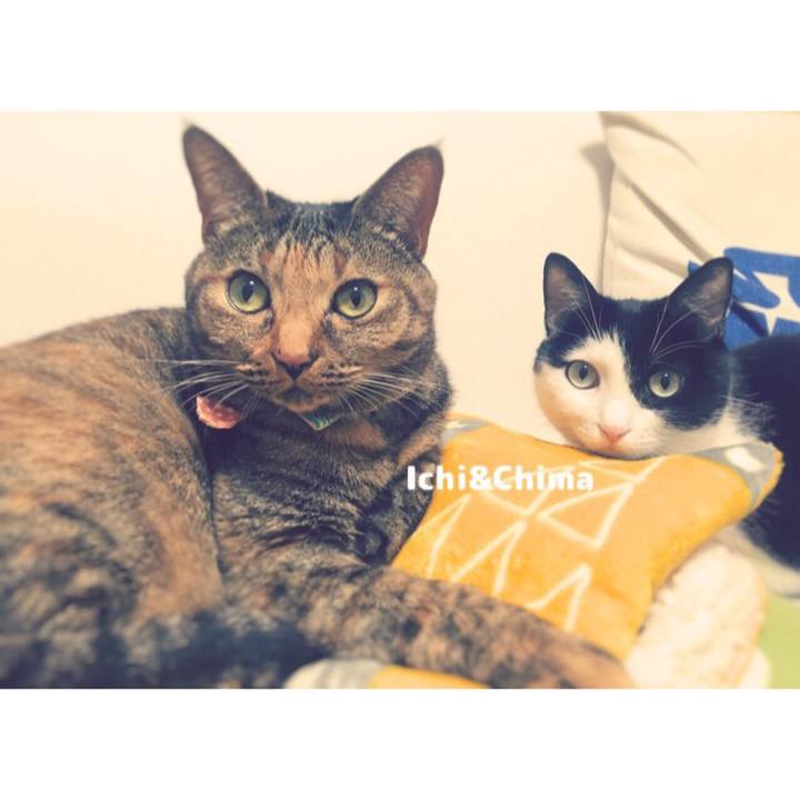 C90196e5 c323 44bf 8354 821cc20668de