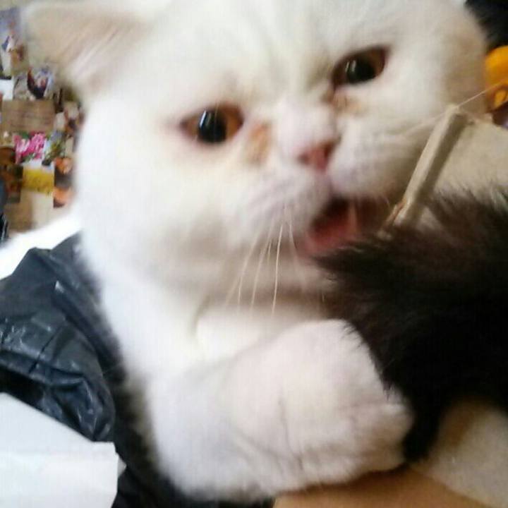 C903831a cc58 4643 82b6 4c6e0dd21f09