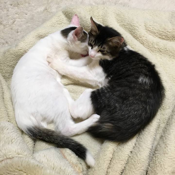 C90a8810 ec2a 49e1 844a 9a1fd4b3fad5