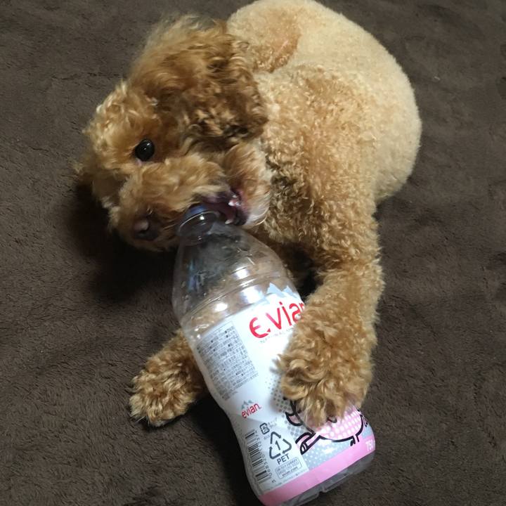 C90bcafe b0fa 4f03 bc28 9762357a1e5c