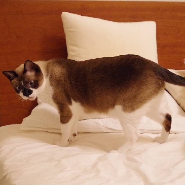 C90be452 837a 4e68 9f71 6563324c7d1f