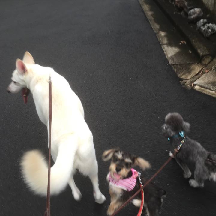 C9100a41 101d 4393 82d0 d2f8f9b46018