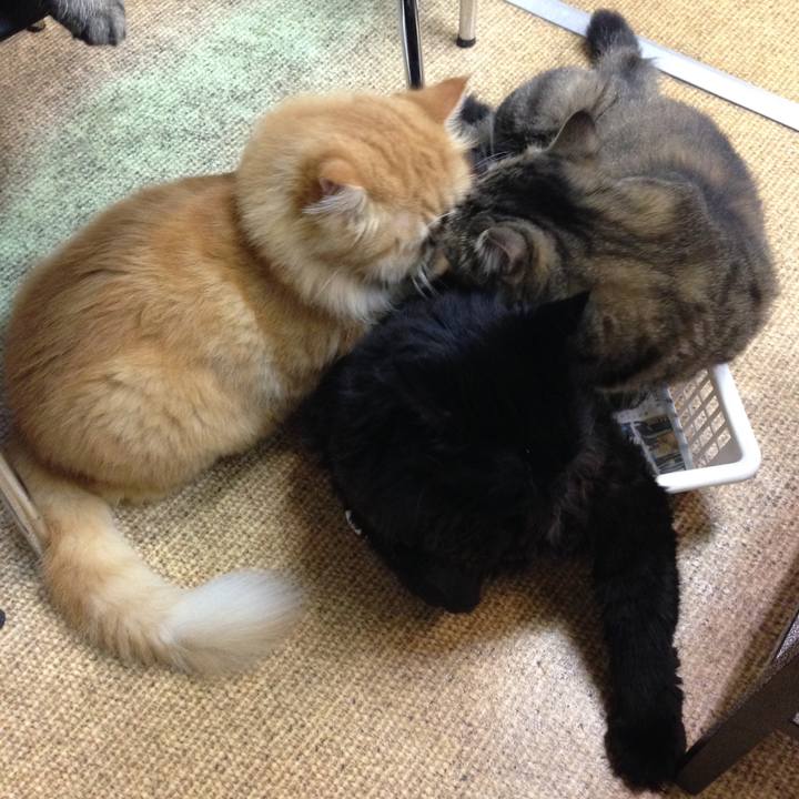 C91350fe 7603 4685 b6b7 64a8e30ac38e