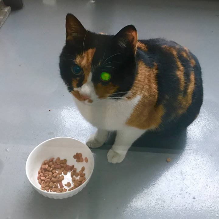 C9195ae9 c0ff 43c7 8800 dd867f1d085f