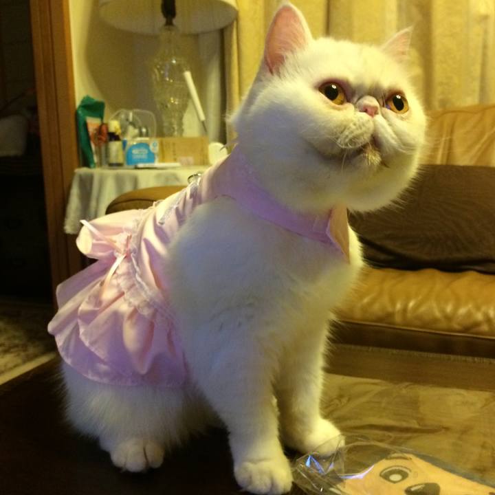 C91d5e4c fd44 4839 942a 49f6e402f666