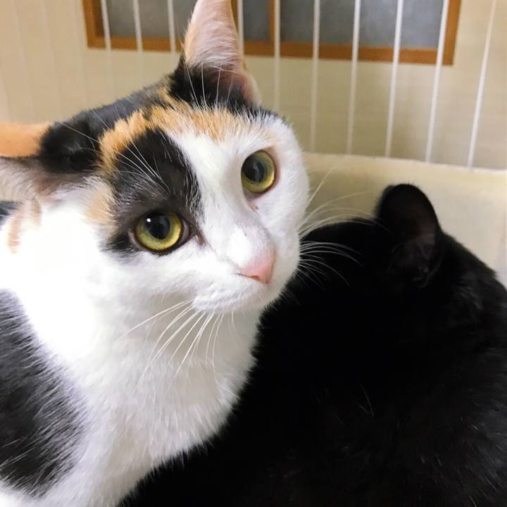 C92455a1 4716 430f a558 fd77547ab3c4