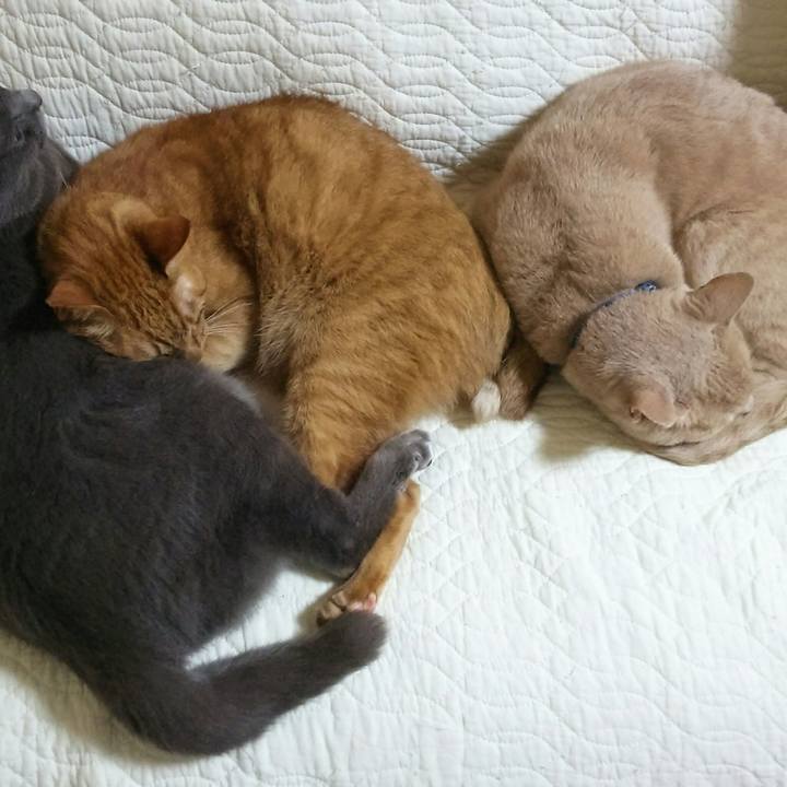 C92f7966 8715 41b5 863c 03804bfb0a06