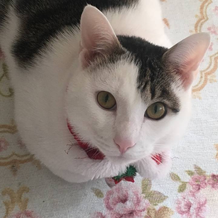 C93a0faf f229 42ed 8cbe 865cc70311ca