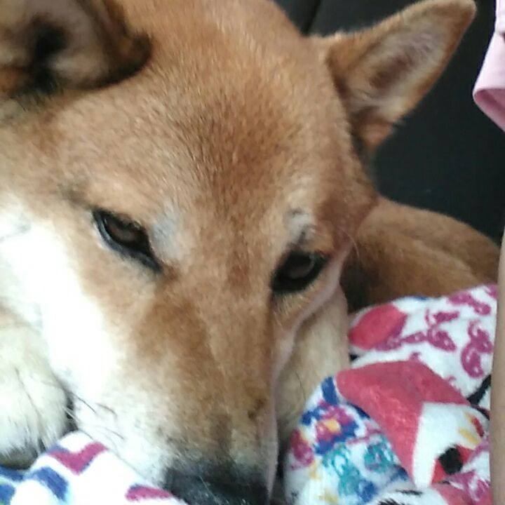 C93bab85 67c0 4a95 b5e3 1c66641d9608