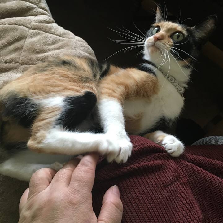 C93c9f3e 08bf 49b3 883f 72d491b9387d