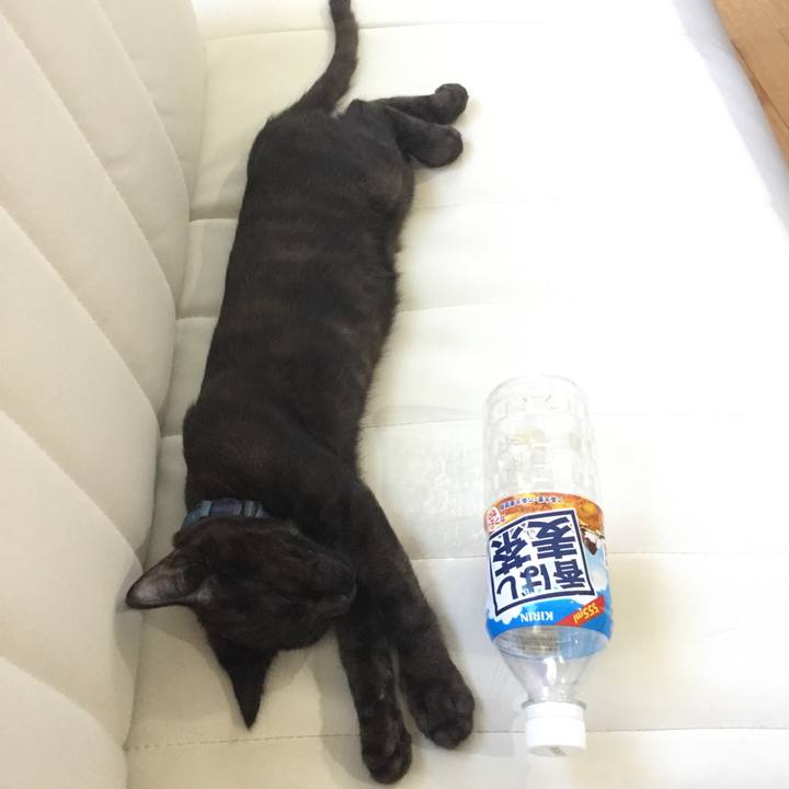 C93ea681 2dfa 4d98 af2d 742bd3bc381c