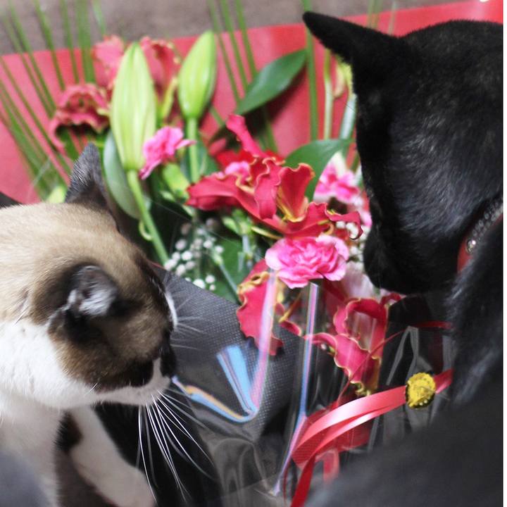 C93fefff dc85 4e90 ba28 fcff878aa514