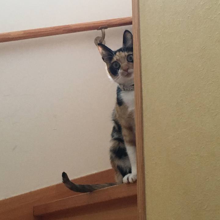 C943933c a5eb 4d1c 8286 a1efd258dab2