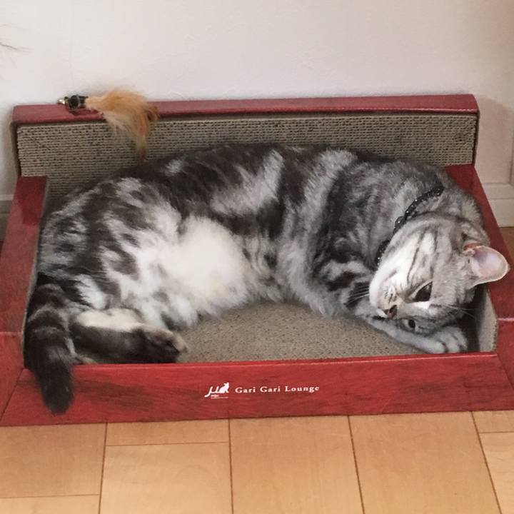 C94f9207 d3d3 42b4 8b3f 07c7d00c17cc