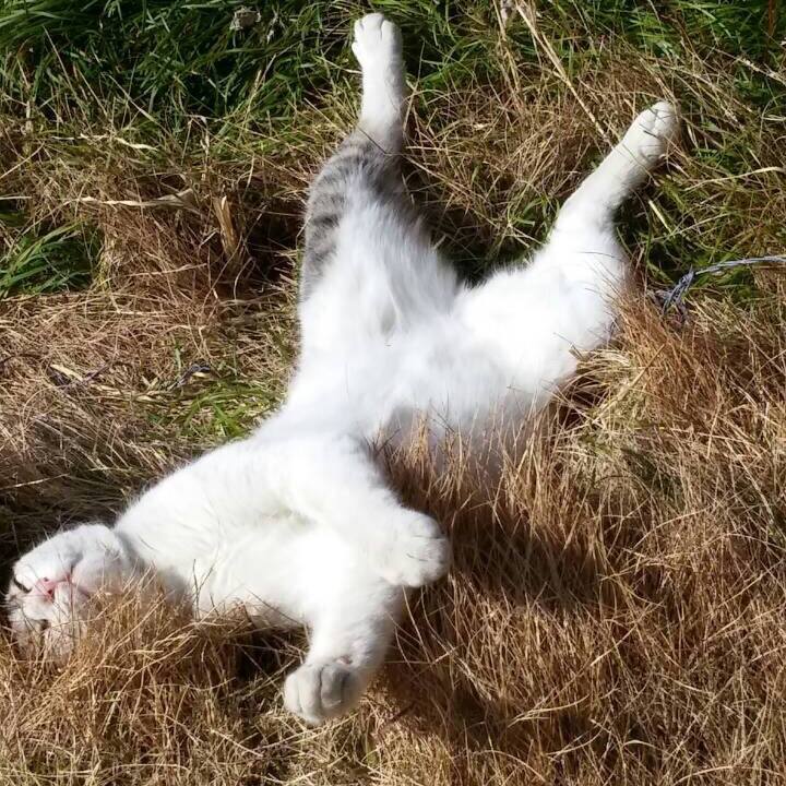 C955ed22 59e1 4f27 9c0f 290396dcef3f