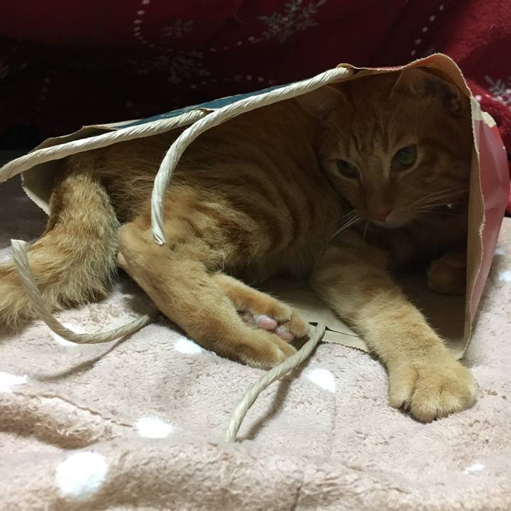 C95b2091 a4fe 409a 997d 38bd21c7b9a6