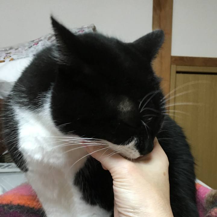 C95bced5 c3f0 41ed a7e8 91ca4c37a5c1