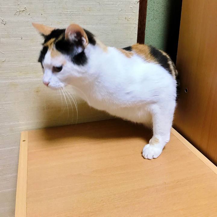 C95bd528 635b 4503 96e7 bbf653d20405