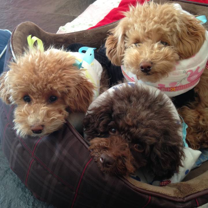 C95c30cc b8b8 4ea8 ab44 dcf7c3ba3b87