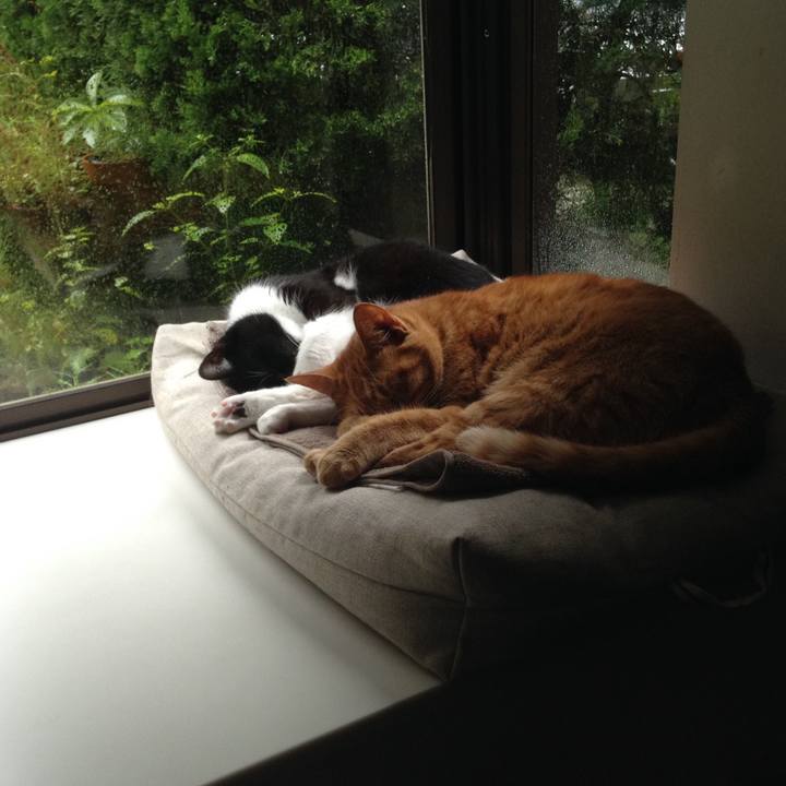 C95e22d9 e76c 427e 9b2b 669895908eca