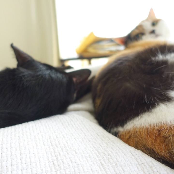 C95f91b4 dc2f 4b1d b913 dd7a384feb44