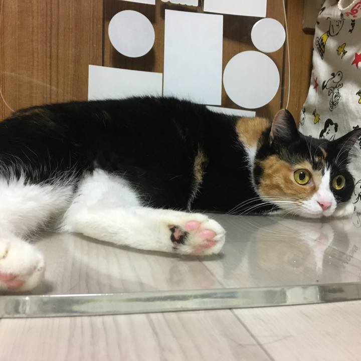 C9629af9 a1e1 4363 a0e6 8de5e3aef4ad