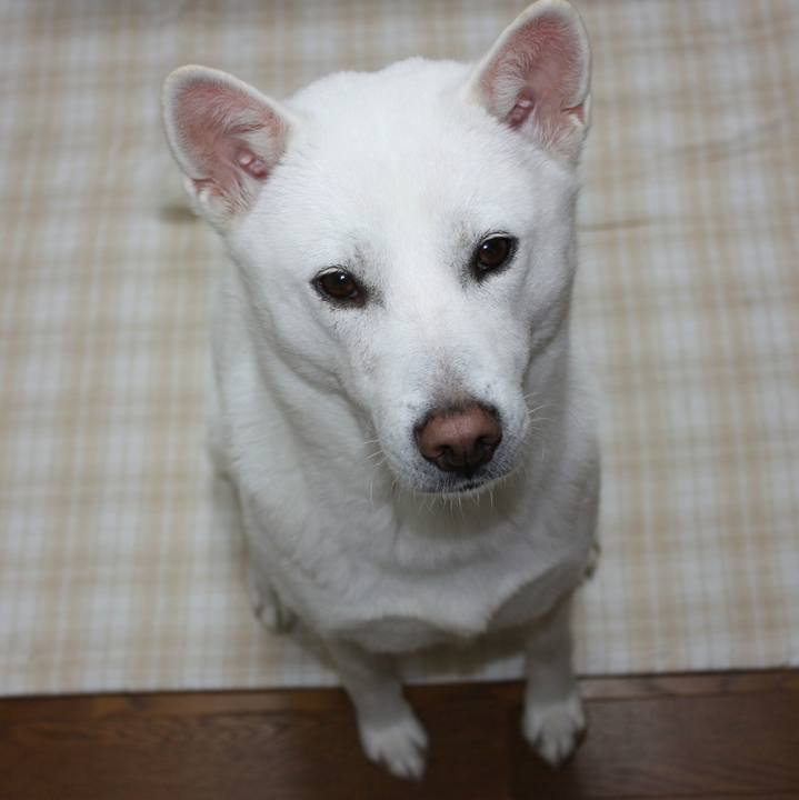 C966183c a4a5 4885 aecd 31b8ae0855c8