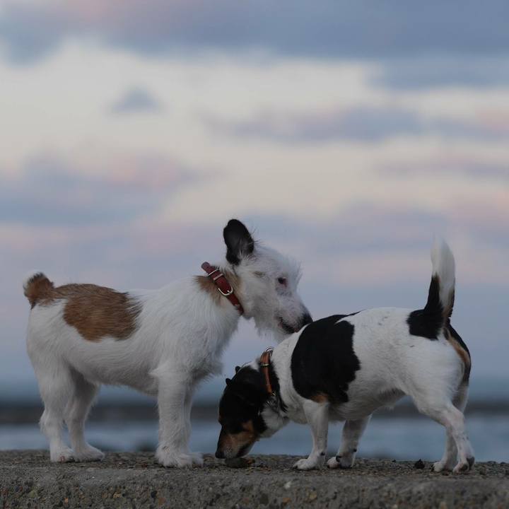 C96ef4cc 0527 4d6c 8c53 f10b013b155e