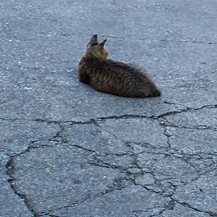 C96f5c8f bf25 480e 88de 6aed4bad169e