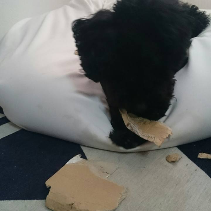 C985b37c af1b 41ae a2db d46cd2942bad