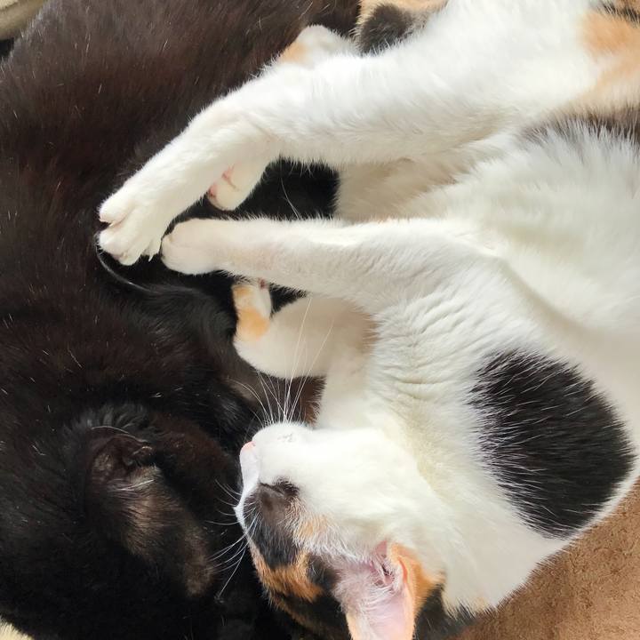 C988e2a8 ba05 4f3e 915b e4b5ac4e4d0d