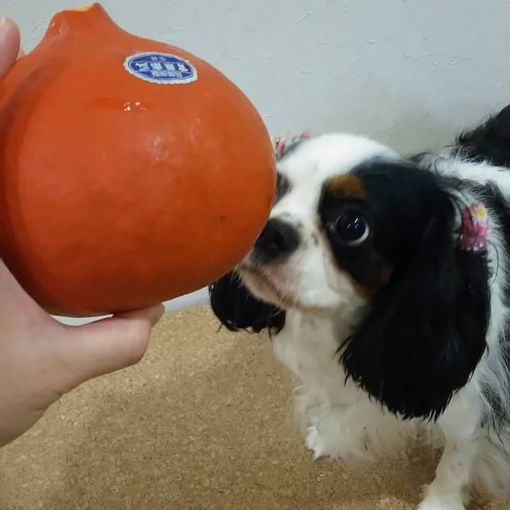 C98fe1ab c925 4cea a37f bf3c88f770d5