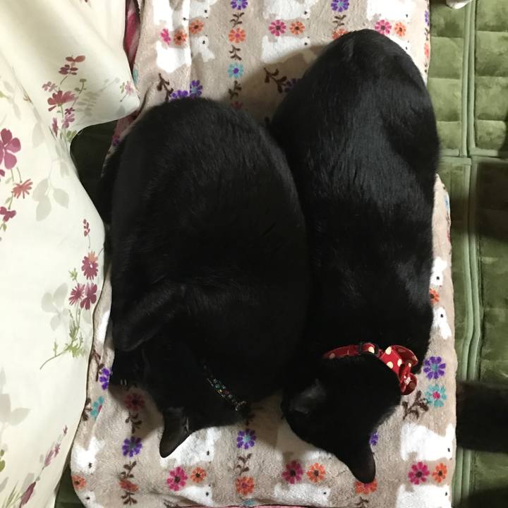 C9930d95 9073 47fe bf05 98e3d1121b70