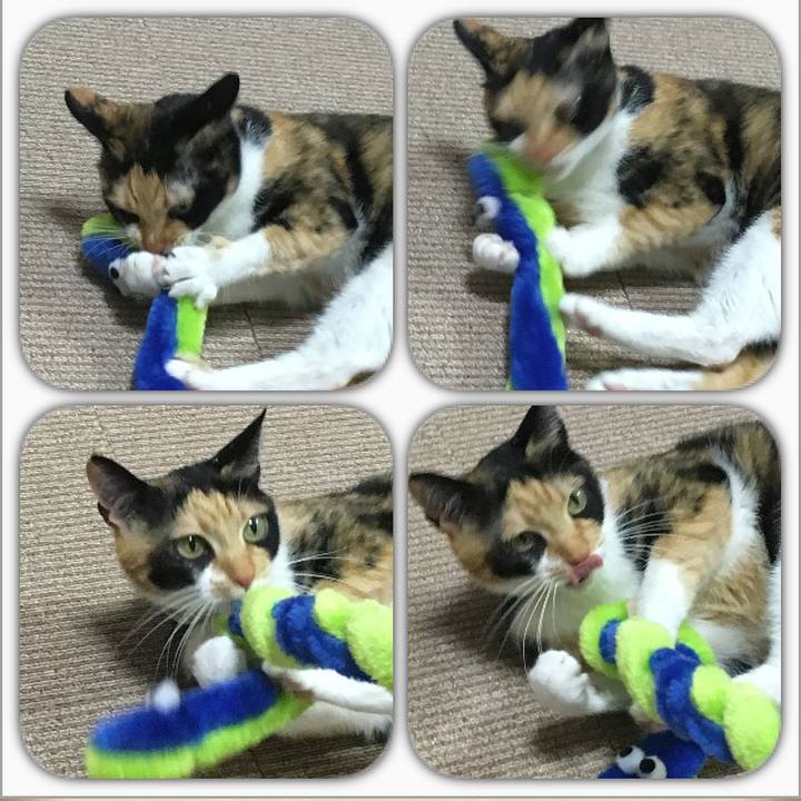 C9a8aee9 5323 4cfd 8827 b93e28da9010