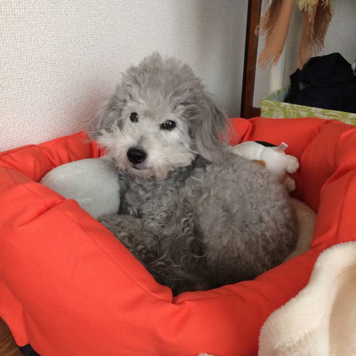 C9bb3296 384d 4e3d 94ca a034ad6b19e7