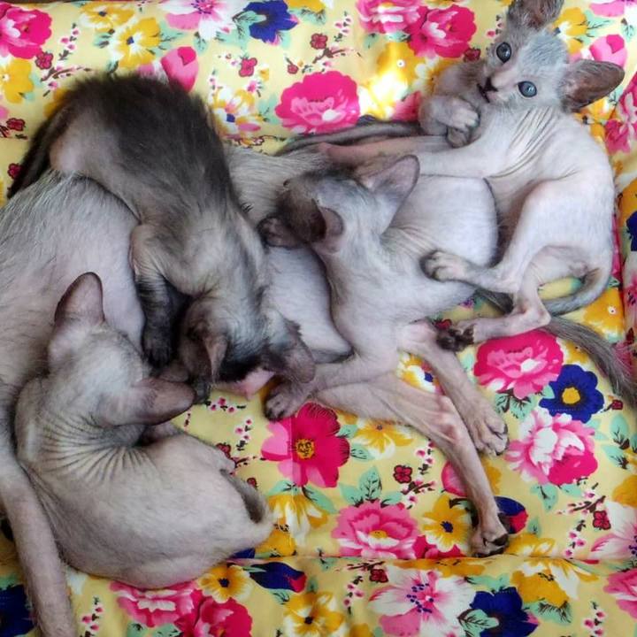 C9c0e1be ac22 408a 8d6d bedf3dcde6e2