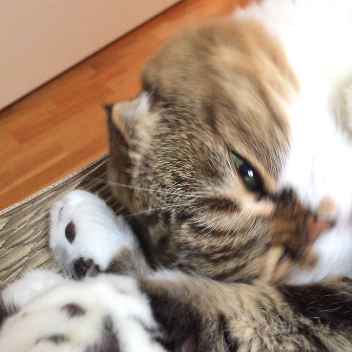 C9c34f6b b503 440c 89cf d4c285b7bc39