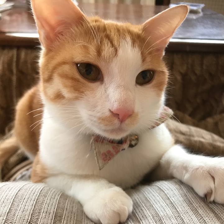 C9c54011 3355 4b86 b950 7f12ee2a5795