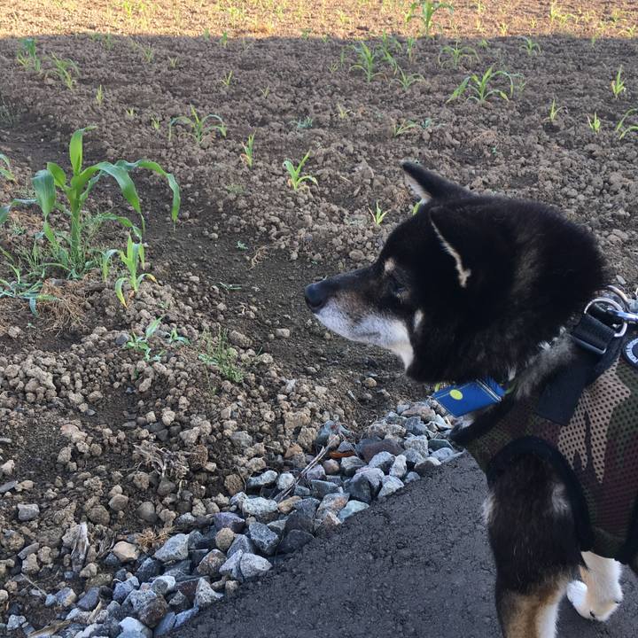 C9cc6133 6a8e 4250 9296 51e9a839abc5