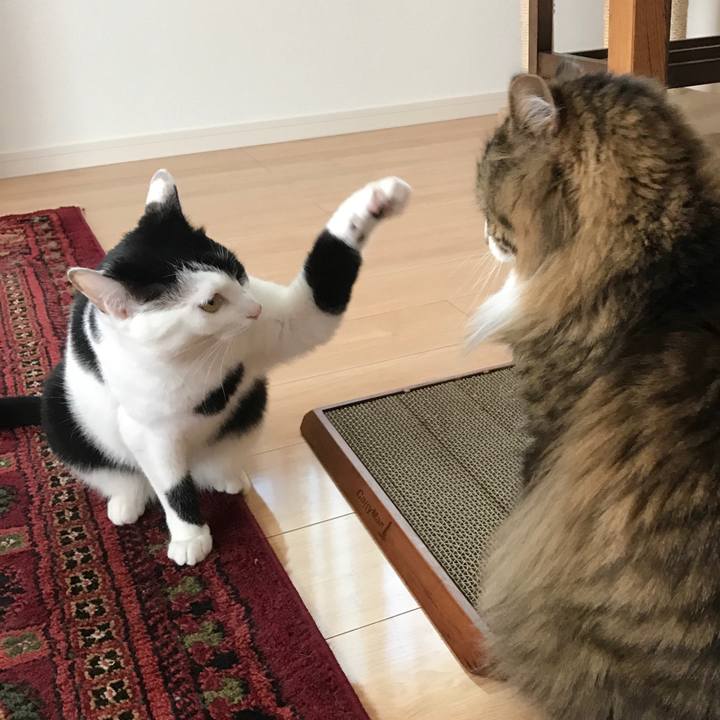 C9ce0393 3818 4b2d 8df5 5955f34768b9