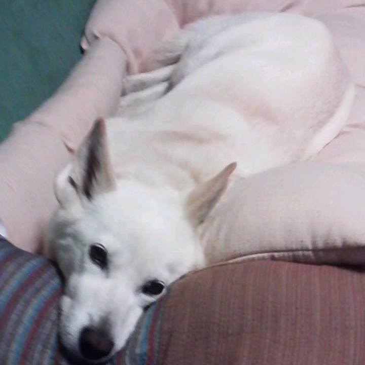 C9de130a ae8a 4e14 80c8 805d853ebc85