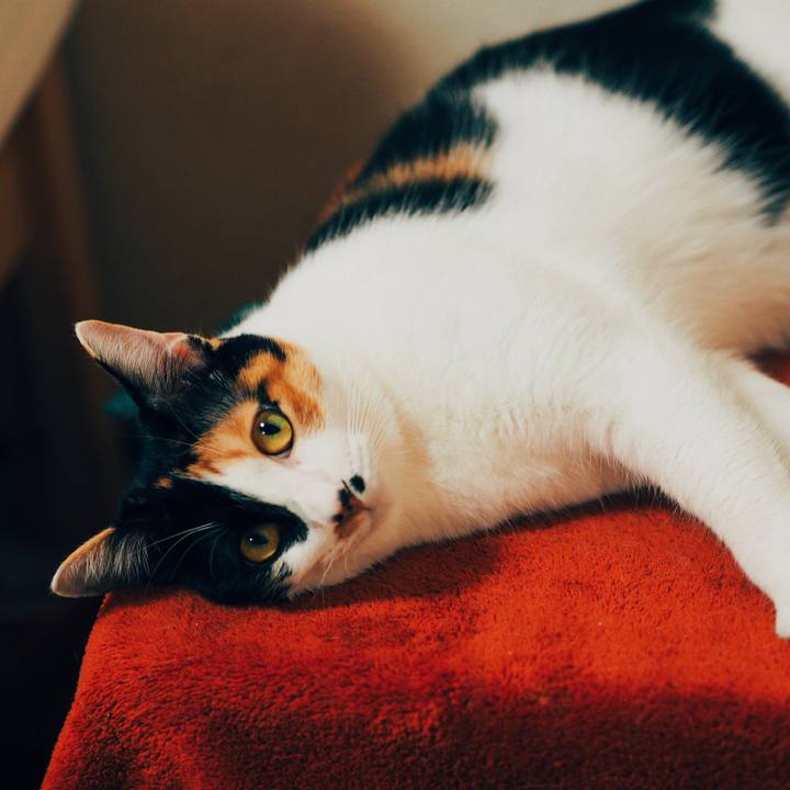 C9e47a49 d5d3 49de b9aa 135eb16a2783