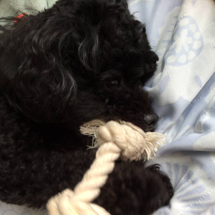 C9e955e4 0e35 48bd 933f cc499b734784