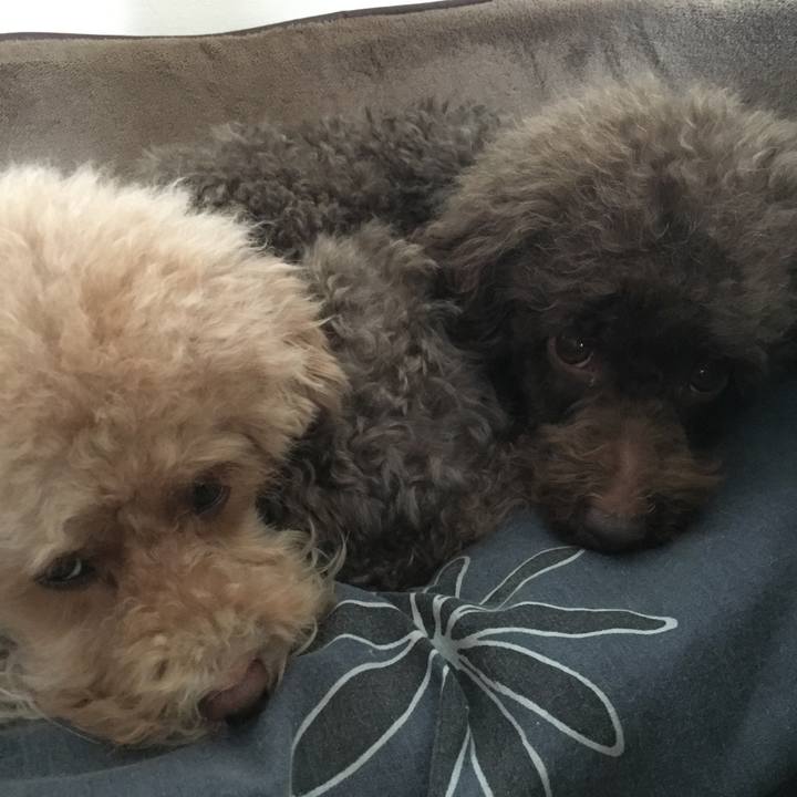 C9ea2d64 cb26 4d50 b3cc b3024c263a5b