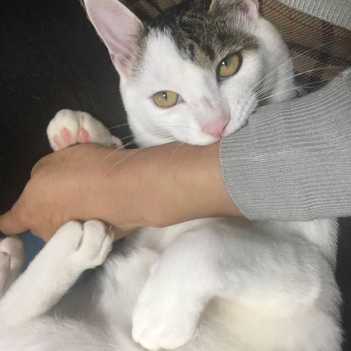 C9ec1407 7206 45d0 9634 03ccb938b278